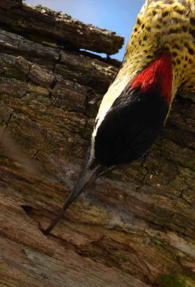 Carpintero real/Green-barred Woodpecker