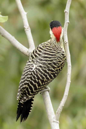 Carpintero real/Green-barred Woodpecker