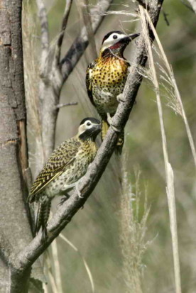 Carpitnero real/Green-barred Woodpecker