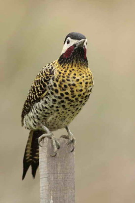 Carpintero real/Green-barred Woodpecker