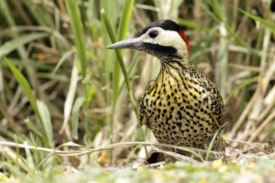 Carpintero real/Green-barred Woodpecker