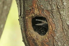 Carpintero real/Green-barred Woodpecker