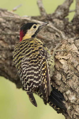 Carpintero real/Green-barred Woodpecker