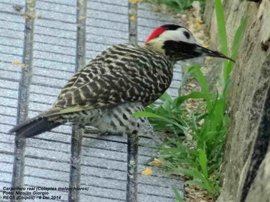 Carpintero real/Green-barred Woodpecker