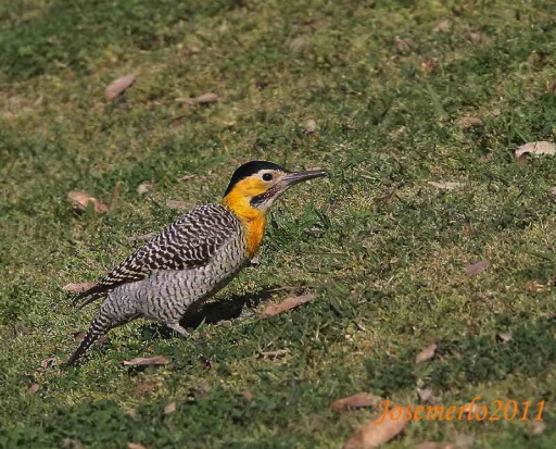 Carpintero campestre/Campo Flicker