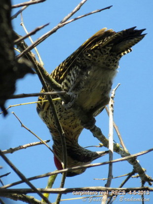 Carpitnero real/Green-barred Woodpecker