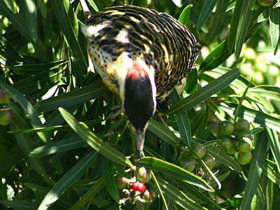 Carpintero real/Green-barred Woodpecker