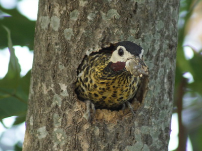 Carpintero real/Green-barred Woodpecker