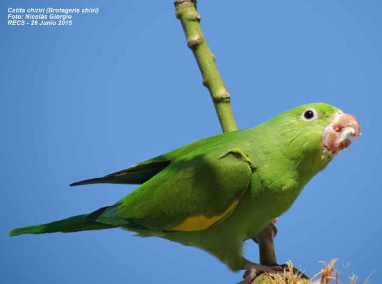 Catita chirirí/Yellow-chevroned Parakeet