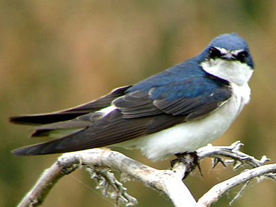 Golondrina ceja blanca/White-rumped Swallow Golondrina ceja blanca/White-rumped Swallow