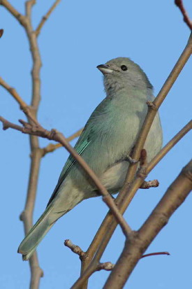 Celestino/Sayaca Tanager