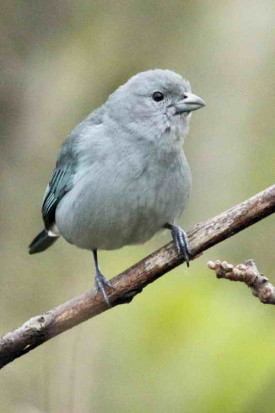 Celestino/Sayaca Tanager