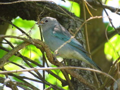 Celestino/Sayaca Tanager