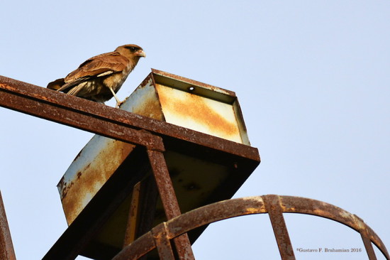 Chimango/Chimango Caracara