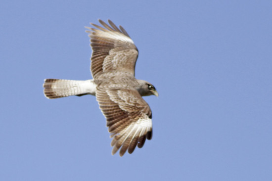 Chimando/Chimango Caracara