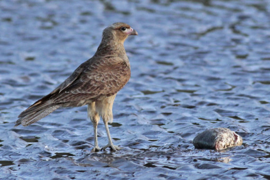 Chimango/Chimango Caracara