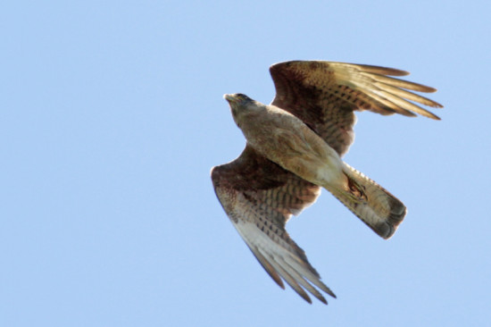 Chimando/Chimango Caracara