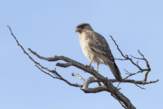 Chimango/Chimango Caracara