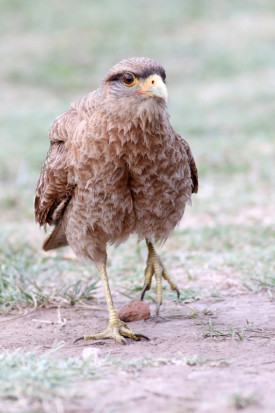 Chimango/Chimango Caracara