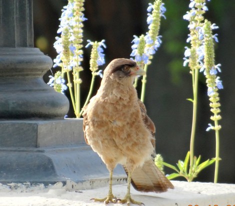 Chimango/Chimango Caracara