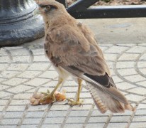 Chimango/Chimango Caracara