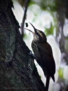 Chinchero chico/Narrow-billed Woodcreeper