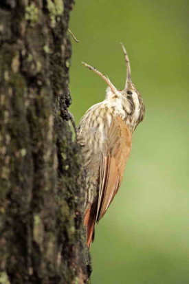 Chinchero chico/Narrow-billed Woodcreeper