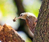 Chinchero chico/Narrow-billed Woodcreeper