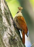 Chinchero chico/Narrow-billed Woodcreeper