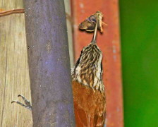 Chinchero chico/Narrow-billed Woodcreeper