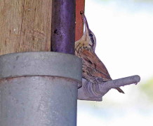 Chinchero chico/Narrow-billed Woodcreeper