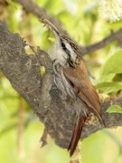 Chinchero chico/Narrow-billed Woodcreeper