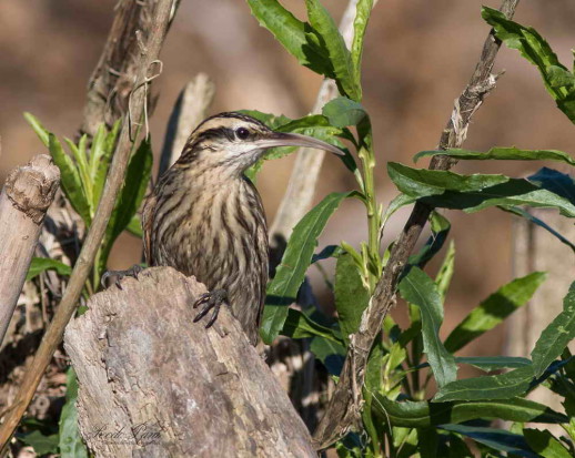 Chinchero chico/Narrow-billed Woodcreeper