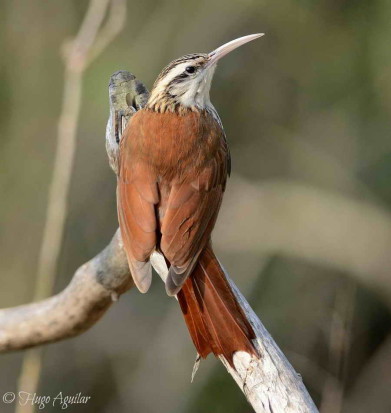 Chinchero chico/Narrow-billed Woodcreeper