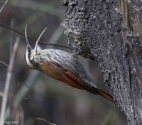 Chinchero chico/Narrow-billed Woodcreeper