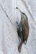 Chinchero chico/Narrow-billed Woodcreeper