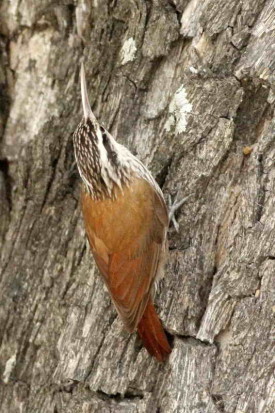 Chinchero chico/Narrow-billed Woodcreeper