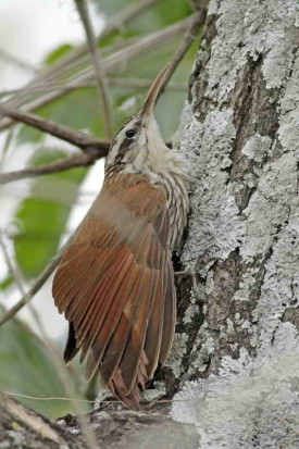 Chinchero chico/Narrow-billed Woodcreeper