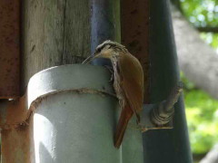 Chinchero-chico/Narrow-billed Woodcreeper