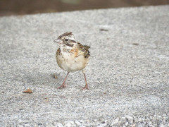 Chingolo/Rufous-collared Sparrow