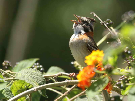 Chingolo/Rufous-collared Sparrow