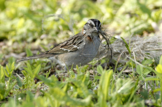 Chingolo/Rufous-collared Sparrow