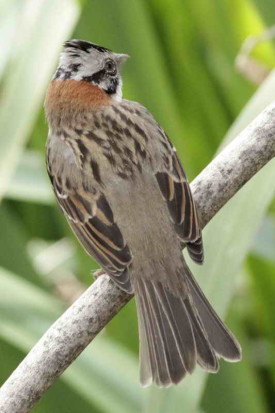 Chingolo/Rufous-collared Sparrow