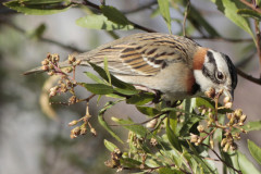 Chingolo/Rufous-collared Sparrow