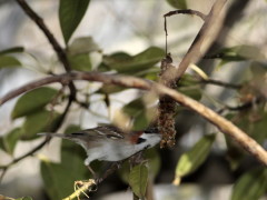 Chingolo/Rufous-collared Sparrow