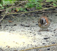 Chingolo/Rufous-collared Sparrow