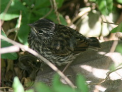 Chingolo/Rufous-collared Sparrow