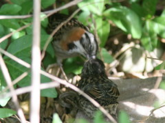 olo/Rufous-collared Sparrow