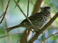 Chingolo/Rufous-collared Sparrow