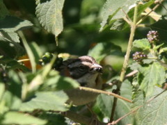 Chingolo/Rufous-collared Sparrow